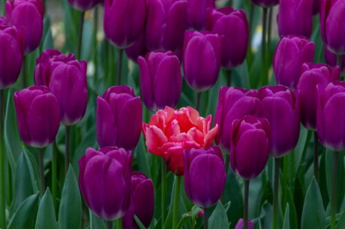 Eric Mol-Poldertuin (3)